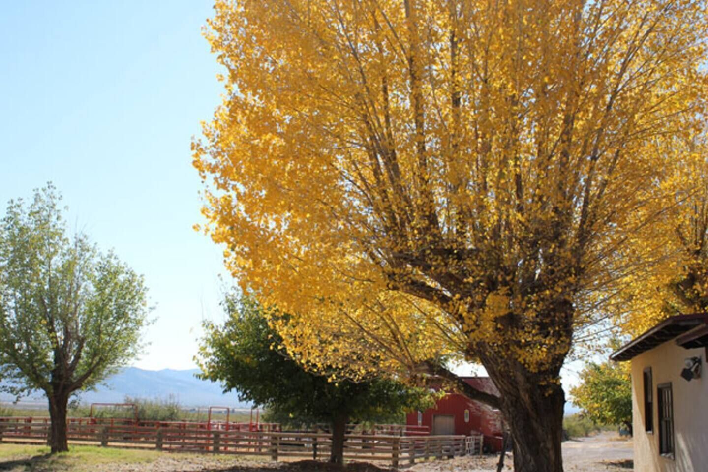 A rural landscape with a prominent yellow-leaved tree, a red barn, and a small white building.