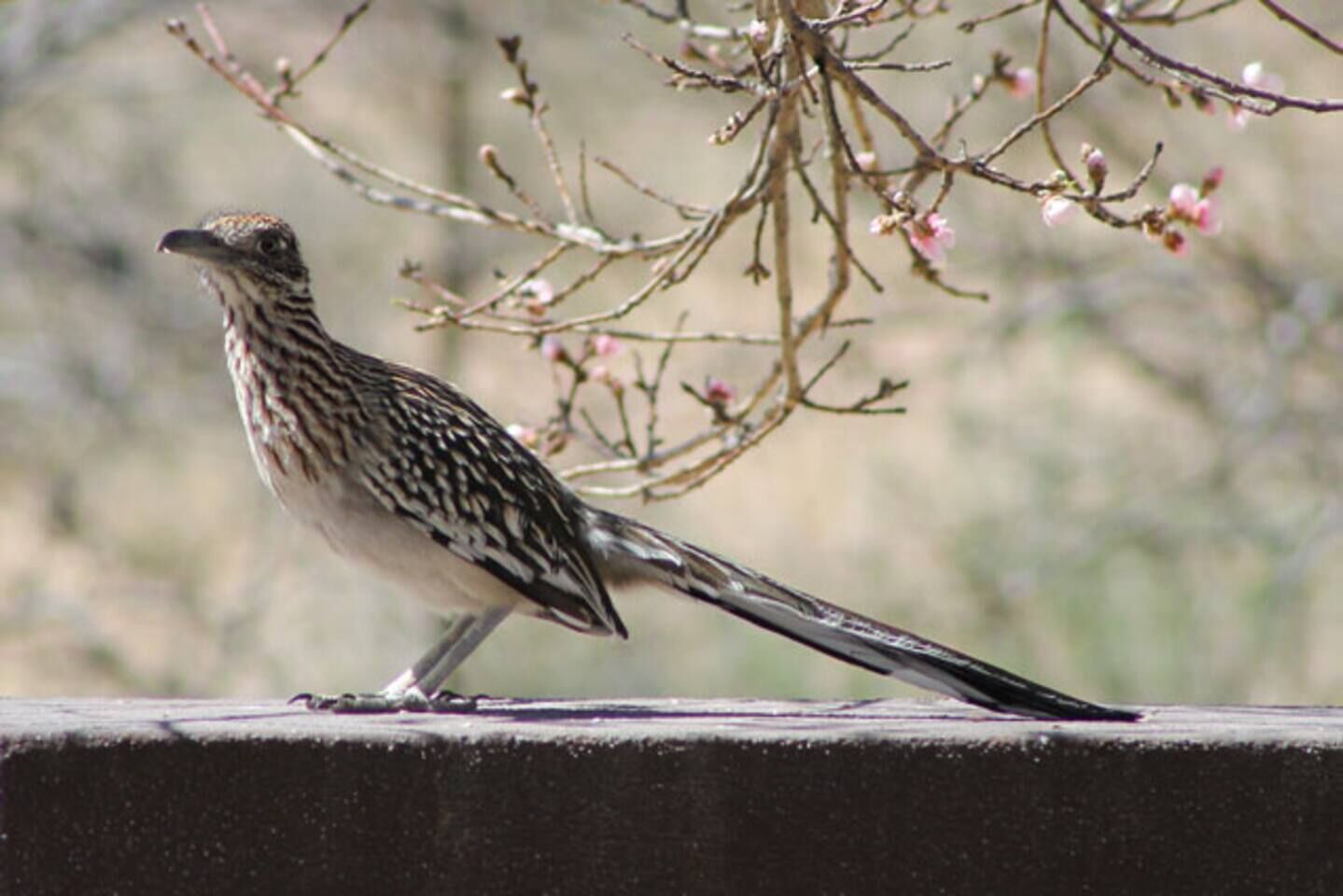 A bird on a concrete ledge with branches and pink flowers in the background.