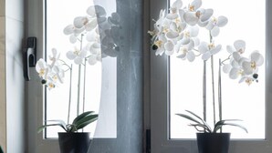 A bathroom with a marble sink, a black faucet, a soap dispenser, and a towel. There are two potted orchids on the windowsill. - LIV - Comfortable Athens Studio S8-2A (Athens)
