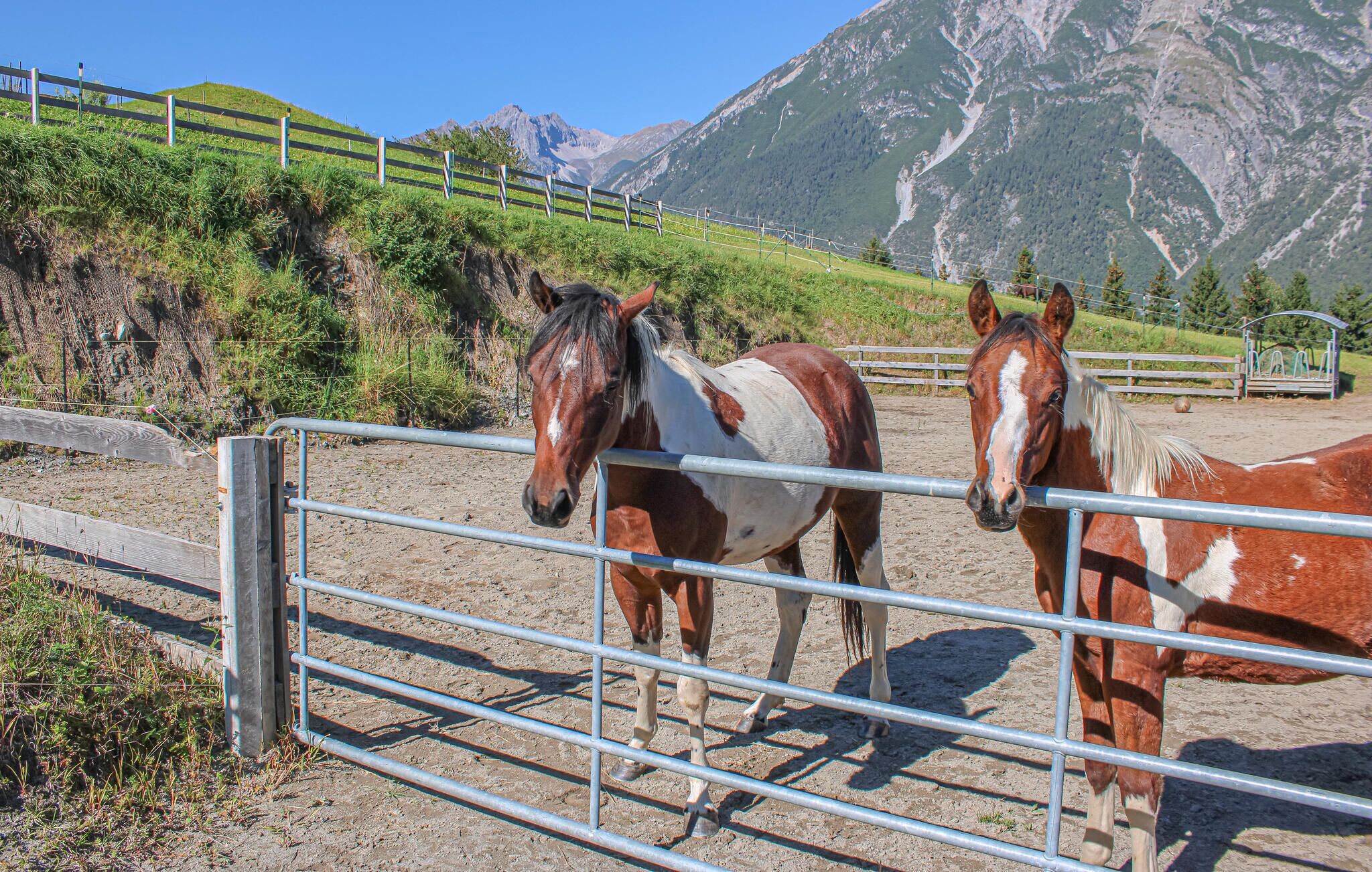 Two horses in a fenced area with a mountainous backdrop.