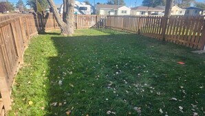 A fenced backyard with grass and scattered leaves.