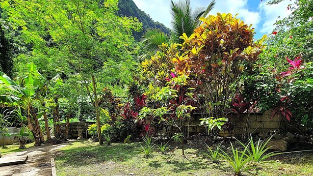 A garden with various plants and a stone wall. - Garden View Apartments - Managed by David & David Ltd (Roseau)