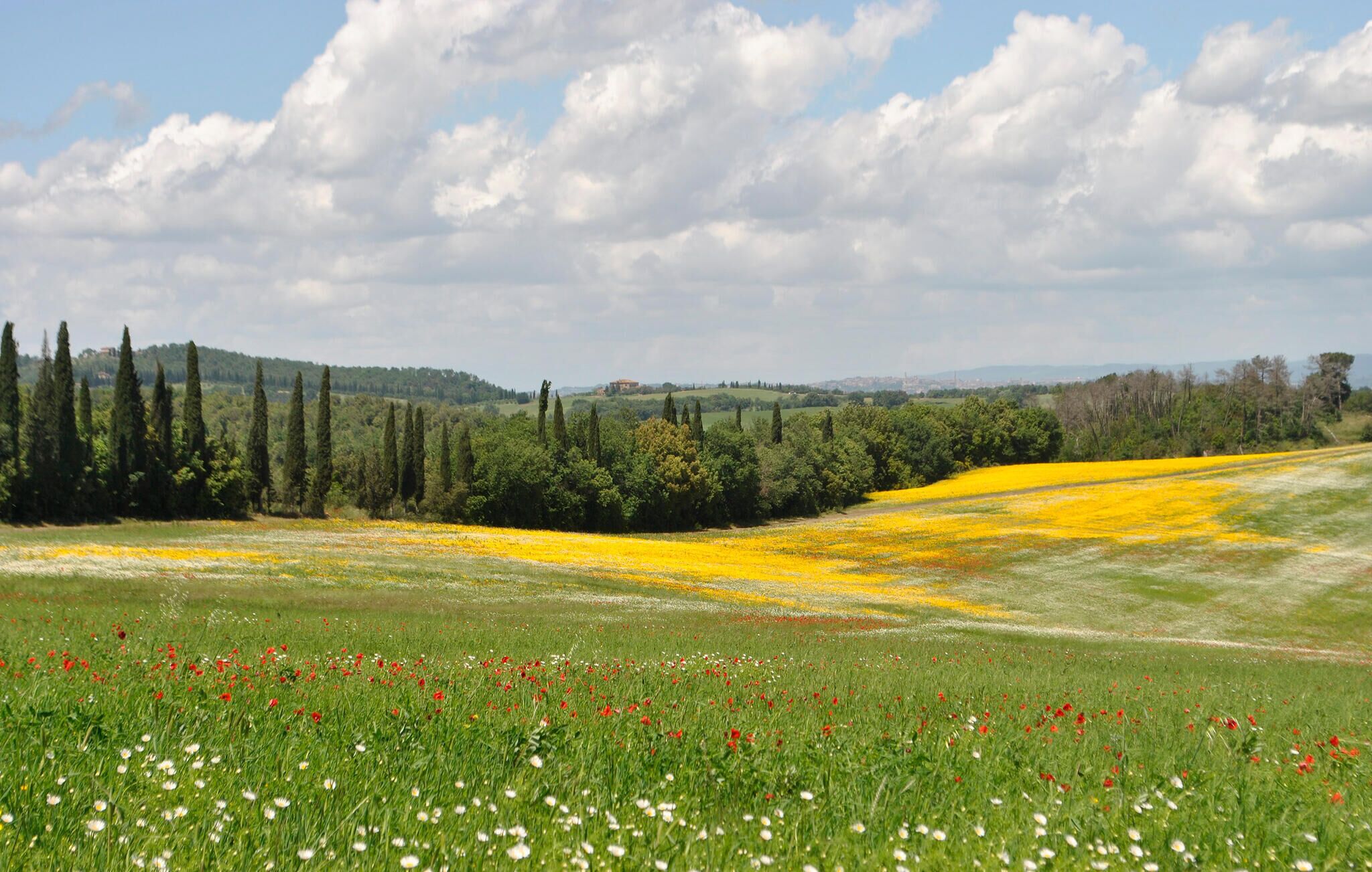 A rural landscape with a road, green fields, yellow flowers, and trees.
