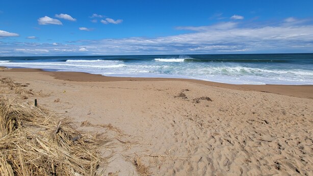 Una playa con olas, cielo despejado y algo de hierba seca en la arena.