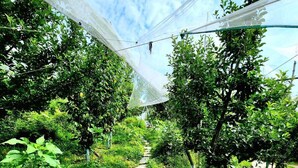 A greenhouse with a stone pathway surrounded by lush greenery and plants. - Talaighar Farmstay Shimla (Fagu)