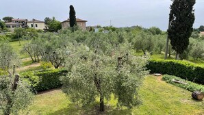 An olive grove with a stone building in the background.