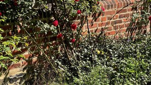 A brick building with a window and a rose bush in front. - A room just for you (Wardow Ortsteil Polchow)