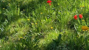 Ett picknickbord på en gräsyta med röda tulpaner och gula blommor, omgivet av träd och en tegelbyggnad i bakgrunden.