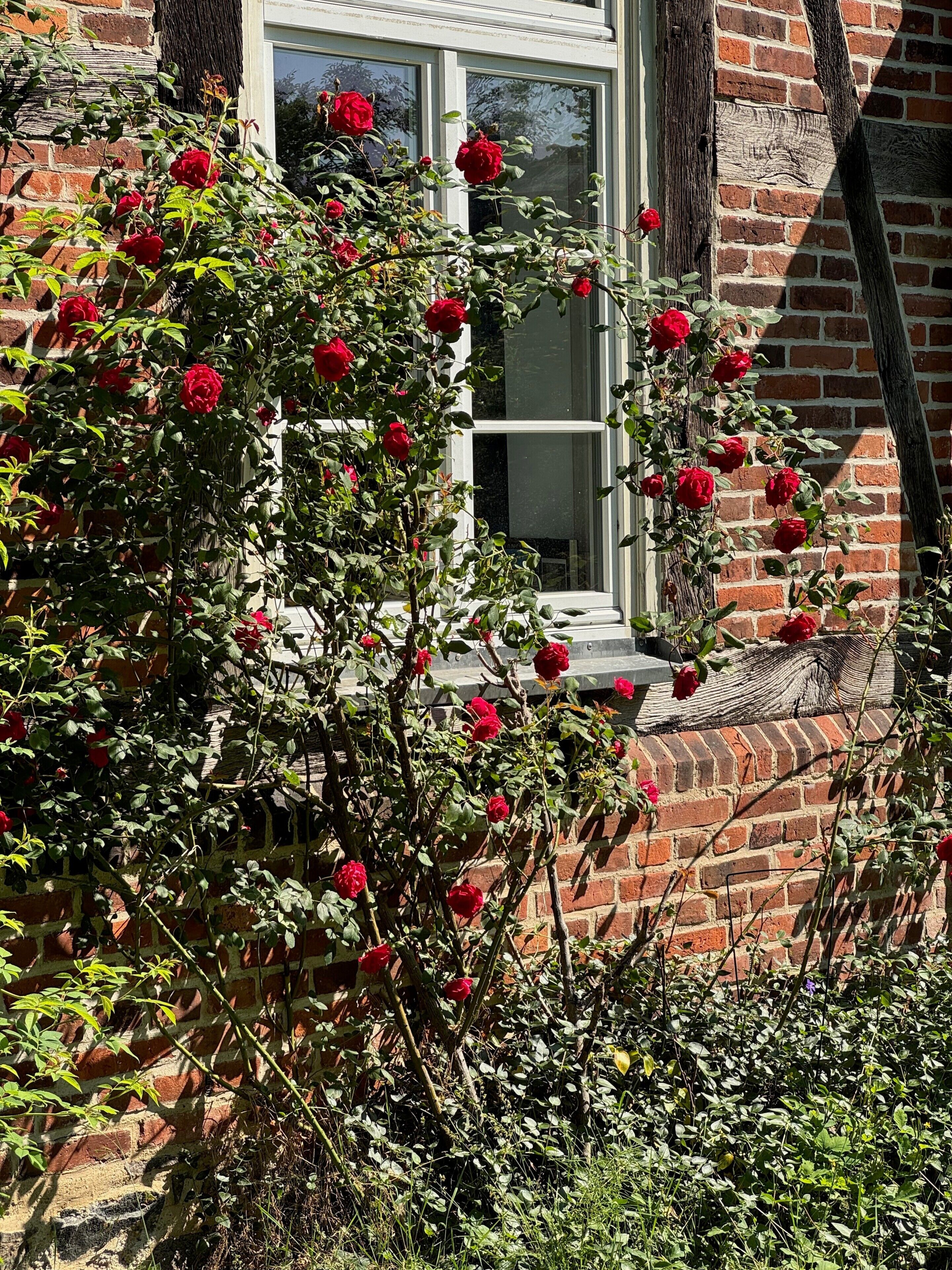 Un bâtiment en briques avec une fenêtre et un rosier devant.