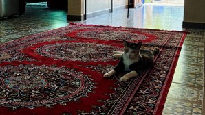 A spacious room with a large patterned rug, a cat lying on it, and a view of the outdoors through a large arched doorway. - Welcome to Villa Fatima - Your haven of tranquility (Ghazoua)