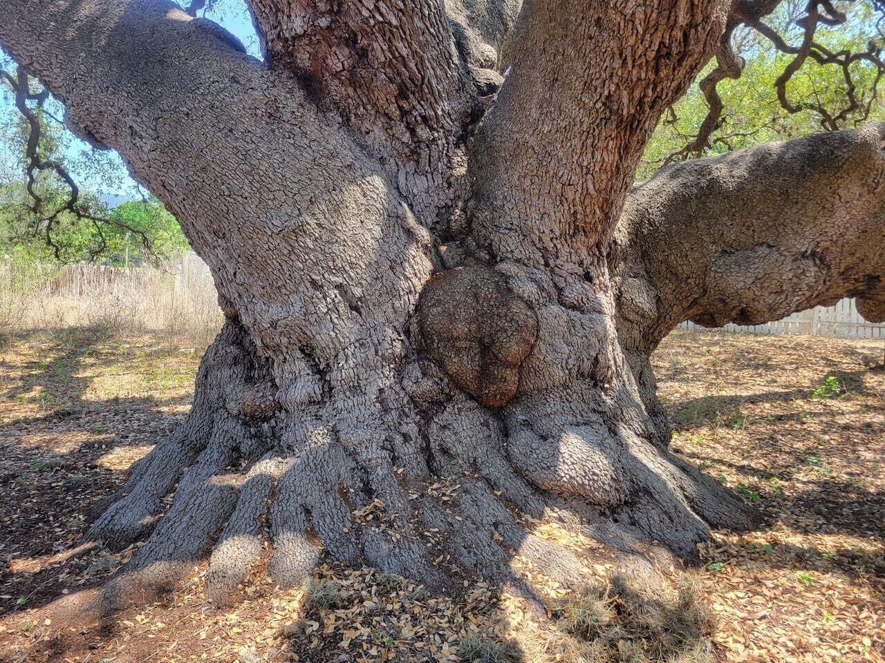 Een grote boom met een dikke, ruwe bast en een zichtbaar wortelstelsel.