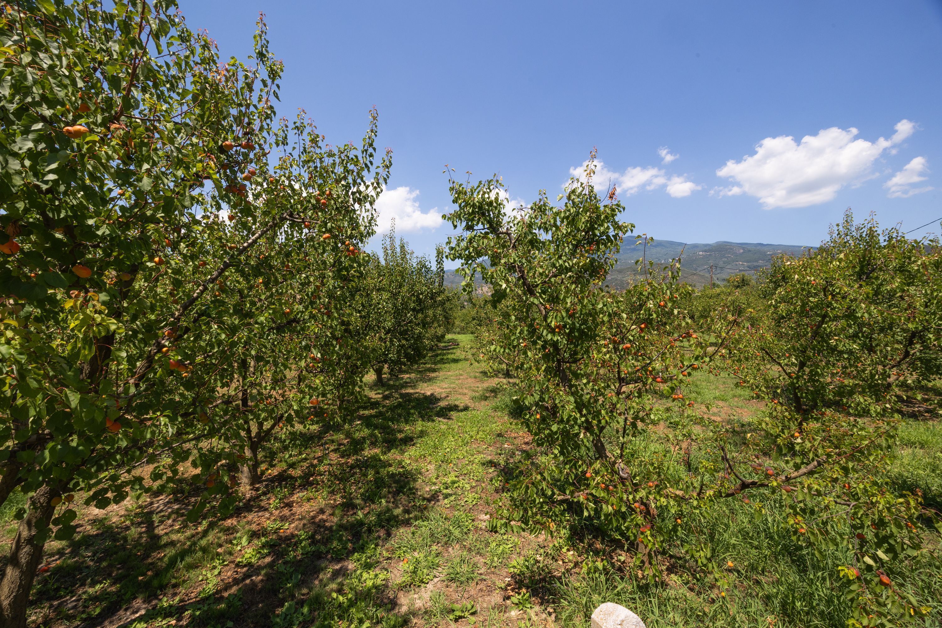 Un verger avec des rangées d’arbres chargés de fruits, un ciel dégagé et des collines lointaines.