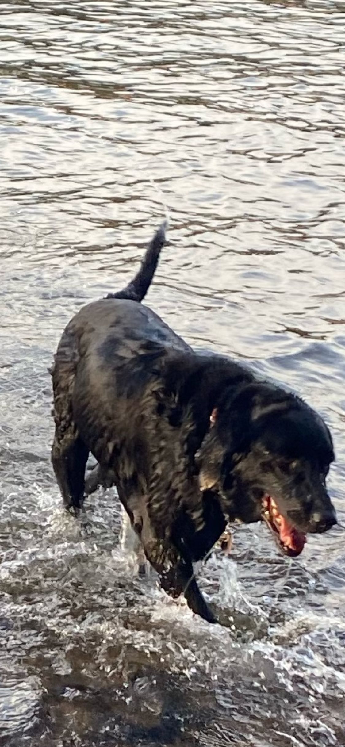 A dog walking in water.