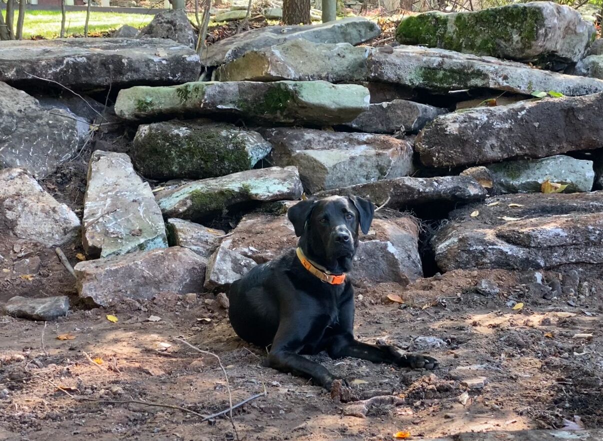 A black dog sitting on a dirt ground with large rocks and a wooden fence in the background.