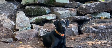 A black dog sitting on a dirt ground with large rocks and a wooden fence in the background.