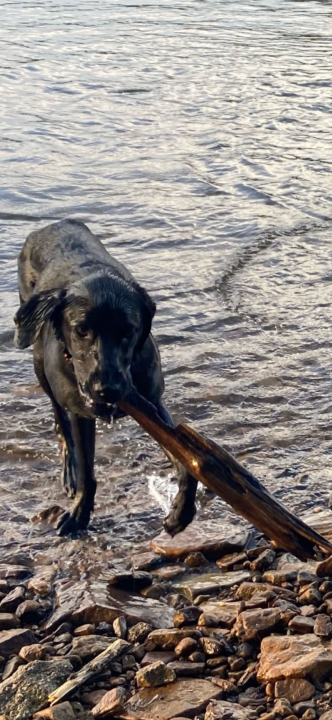 Een hond met een grote stok in de mond wandelt over een rotsachtige kustlijn.