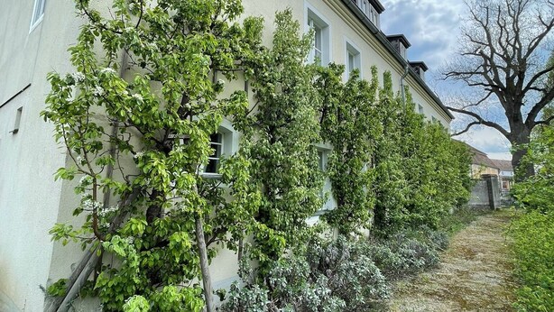 A building with a long side covered in climbing plants and yellow flowers, a gravel path, and a clear sky. - Vacation apartment Minkwitz in the nursery house in Fürstlich Drehna (Luckau, OT Fürstlich Drehna)