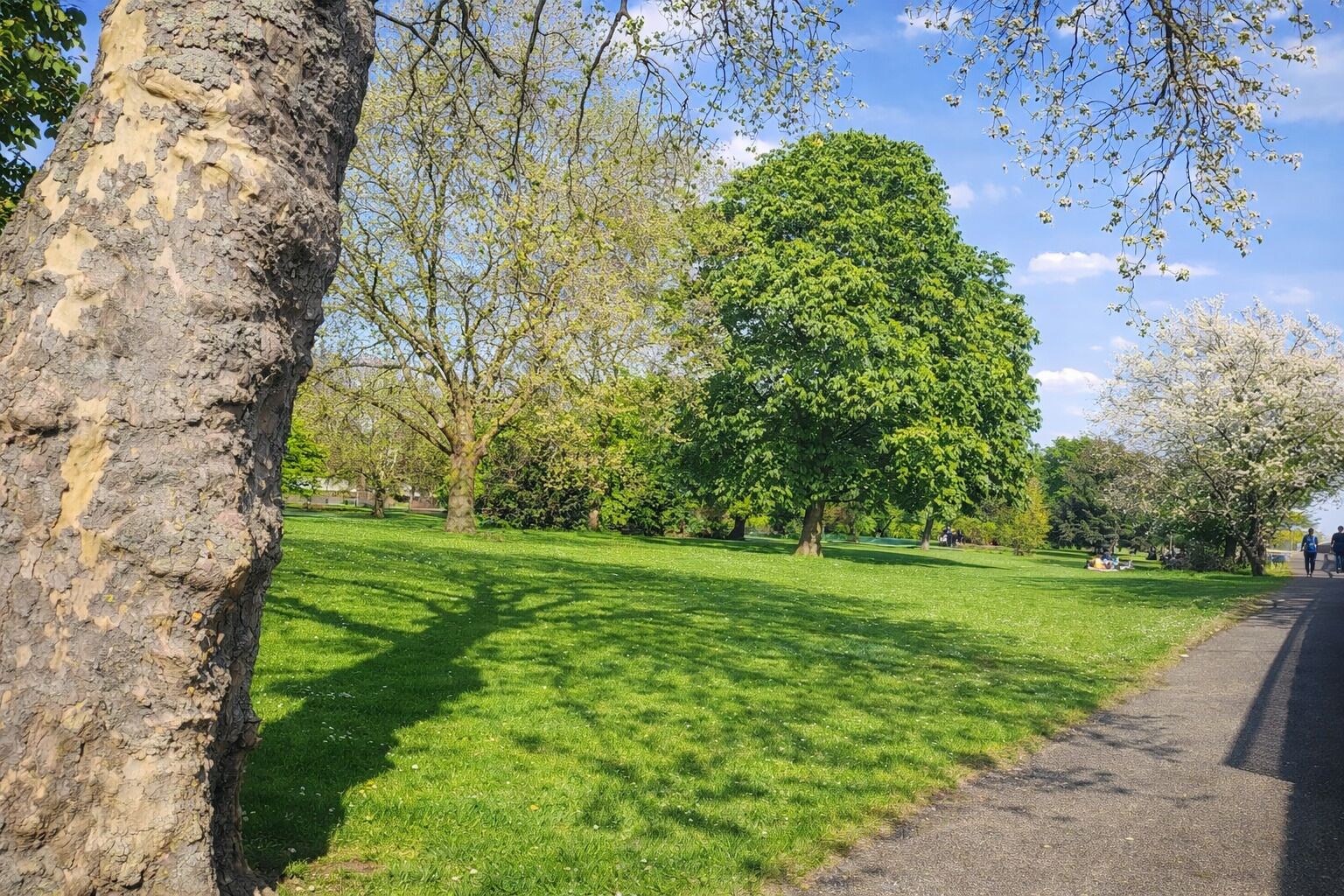 A park with a large tree, a grassy area, and a paved path.