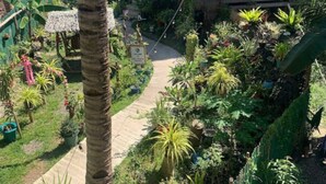 A tropical garden with a pathway leading to a thatched-roof building.