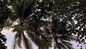 A beach scene with palm trees, a sign reading "Bucana Beach House," and outdoor seating with chairs and tables. - Bucana Beach House North El Nido (El Nido)