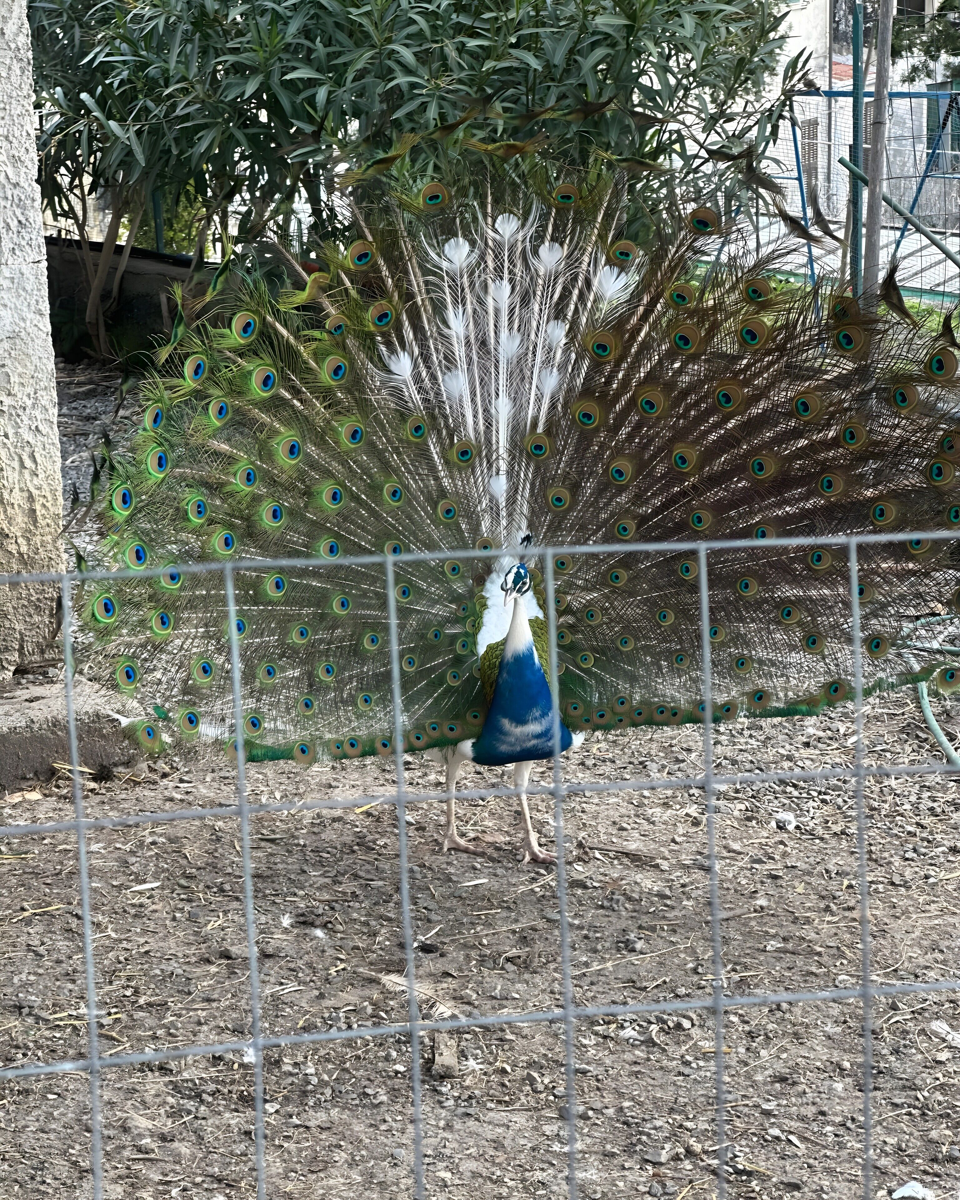 A peacock behind a wire fence in a zoo enclosure.