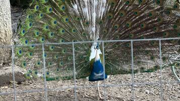 A peacock behind a wire fence in a zoo enclosure.