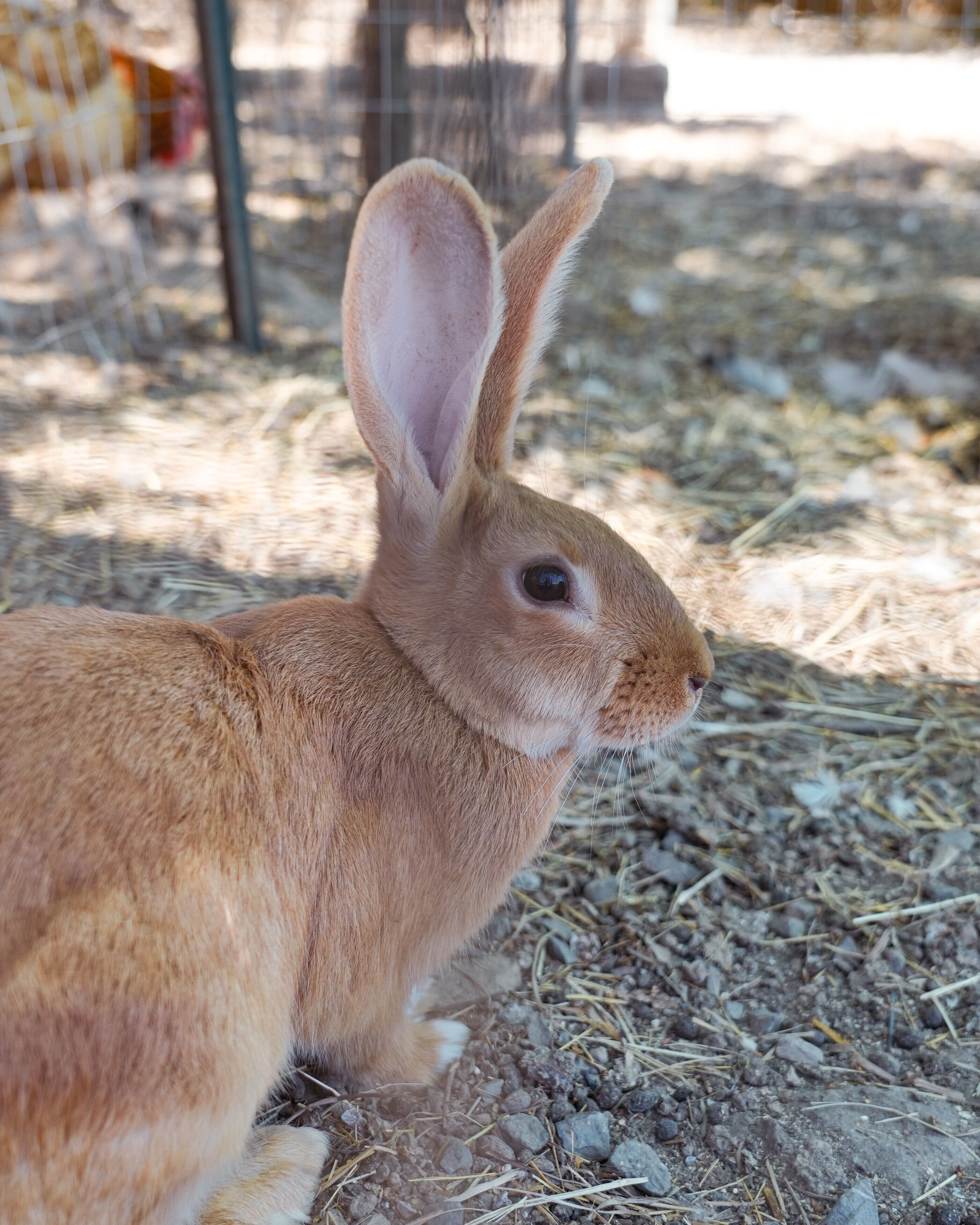 A rabbit in a pen with a wire fence and dry ground.