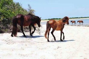 Sun-loungers, beach towels - Seasons in the Sun: Southern Outer Banks NC (Harkers Island)