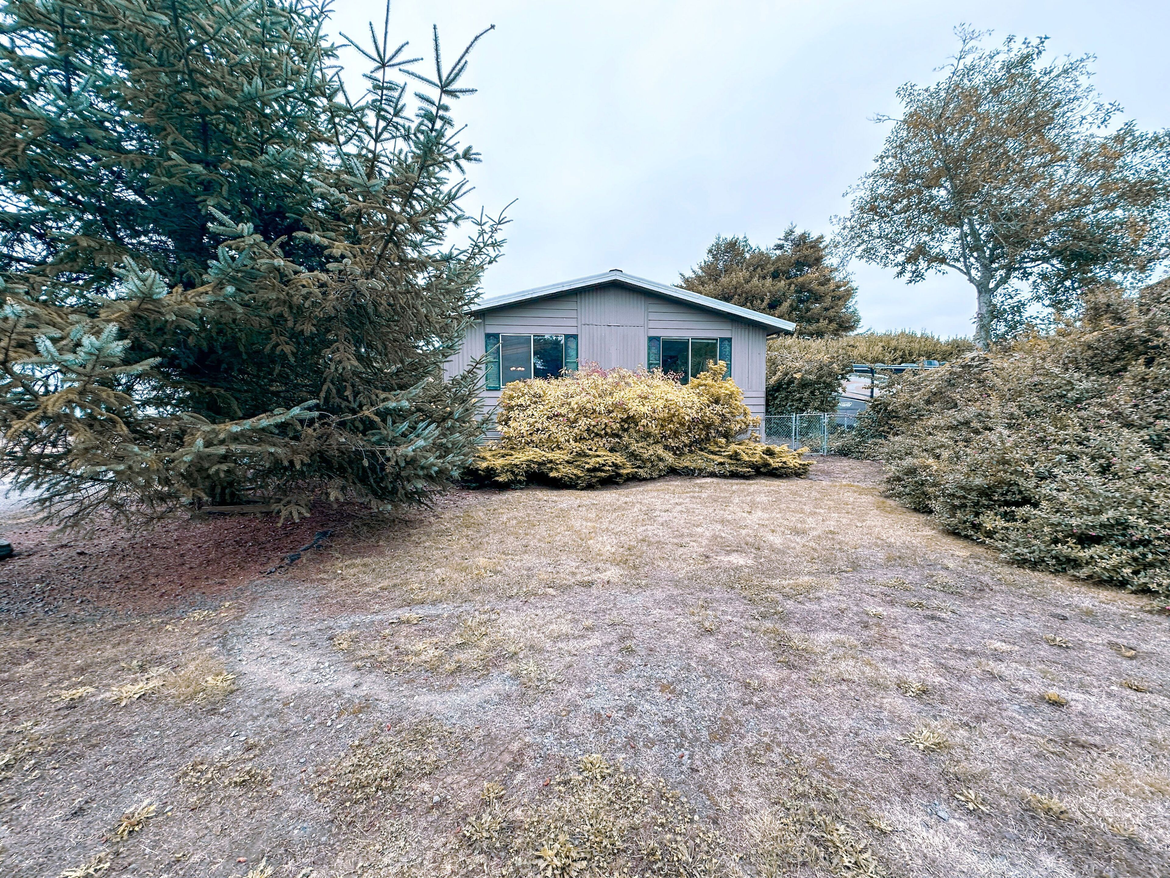 A house with a gravel driveway, a large evergreen tree, and a yellow shrub in front.