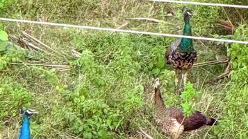 Zwei Pfauen stehen inmitten von Grün mit einer Stromleitung im Hintergrund.