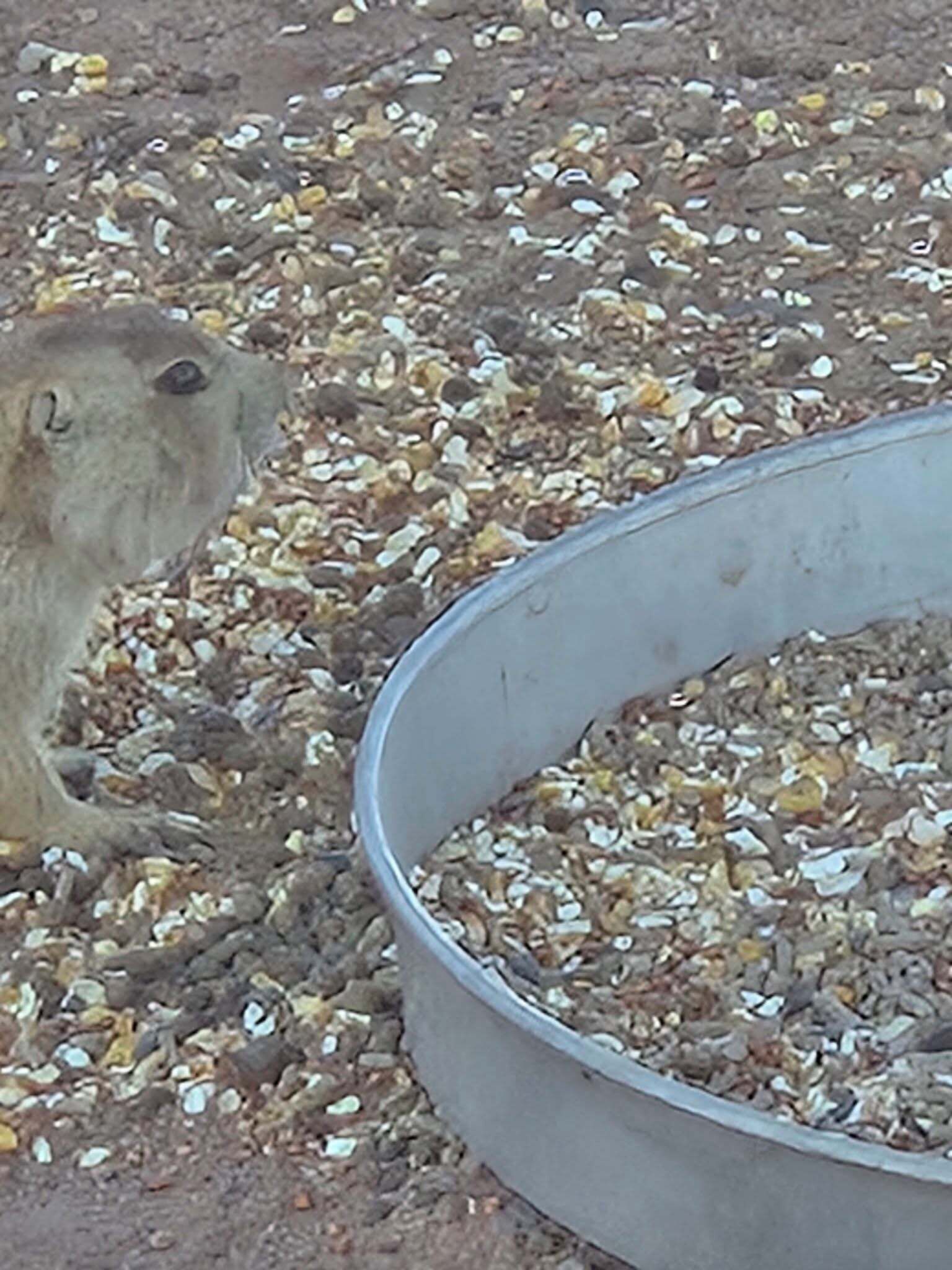 A small animal, possibly a rodent, near a metal feeding dish on a ground covered with small, multicolored pebbles.