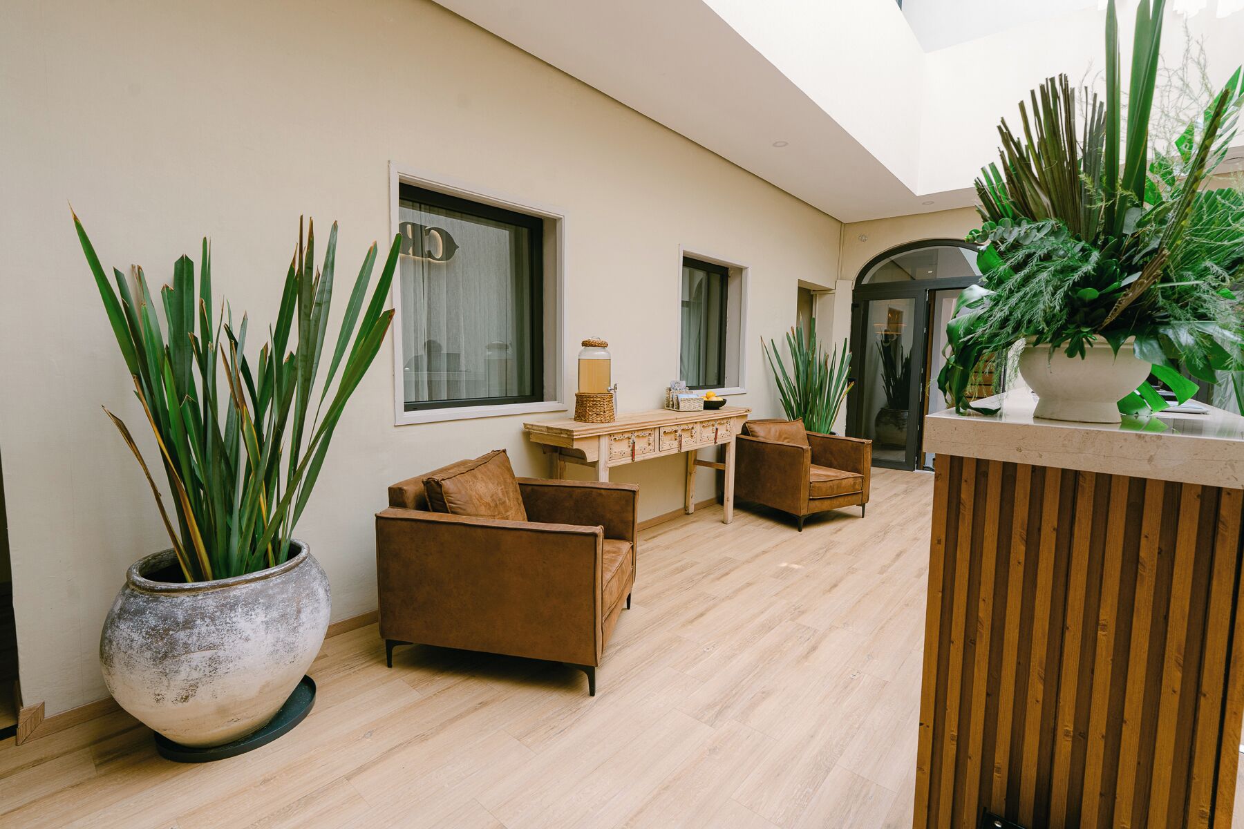 A modern living room with a sofa, armchairs, a coffee table, and large potted plants.