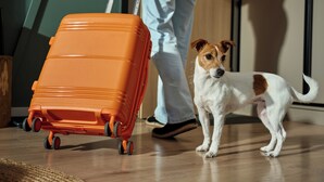 A dog standing next to a rolling suitcase on a wooden floor. - Hyatt Select Boston/Woburn/Burlington (Woburn)