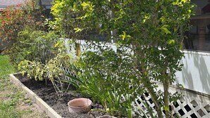 A garden with a variety of plants and a white fence.