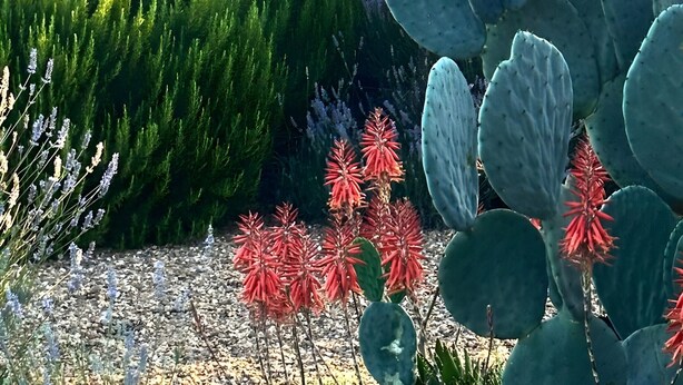 A desert landscape with cacti and flowering plants, a clear sky, and distant hills. - Holiday Home 'Herdade Da Carapuça' with Mountain View, Private Pool and Wi-Fi (Portalegre)
