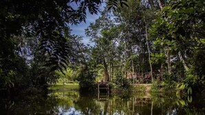 Un espacio exterior tranquilo con un puente de madera sobre un estanque sereno, rodeado de follaje denso.