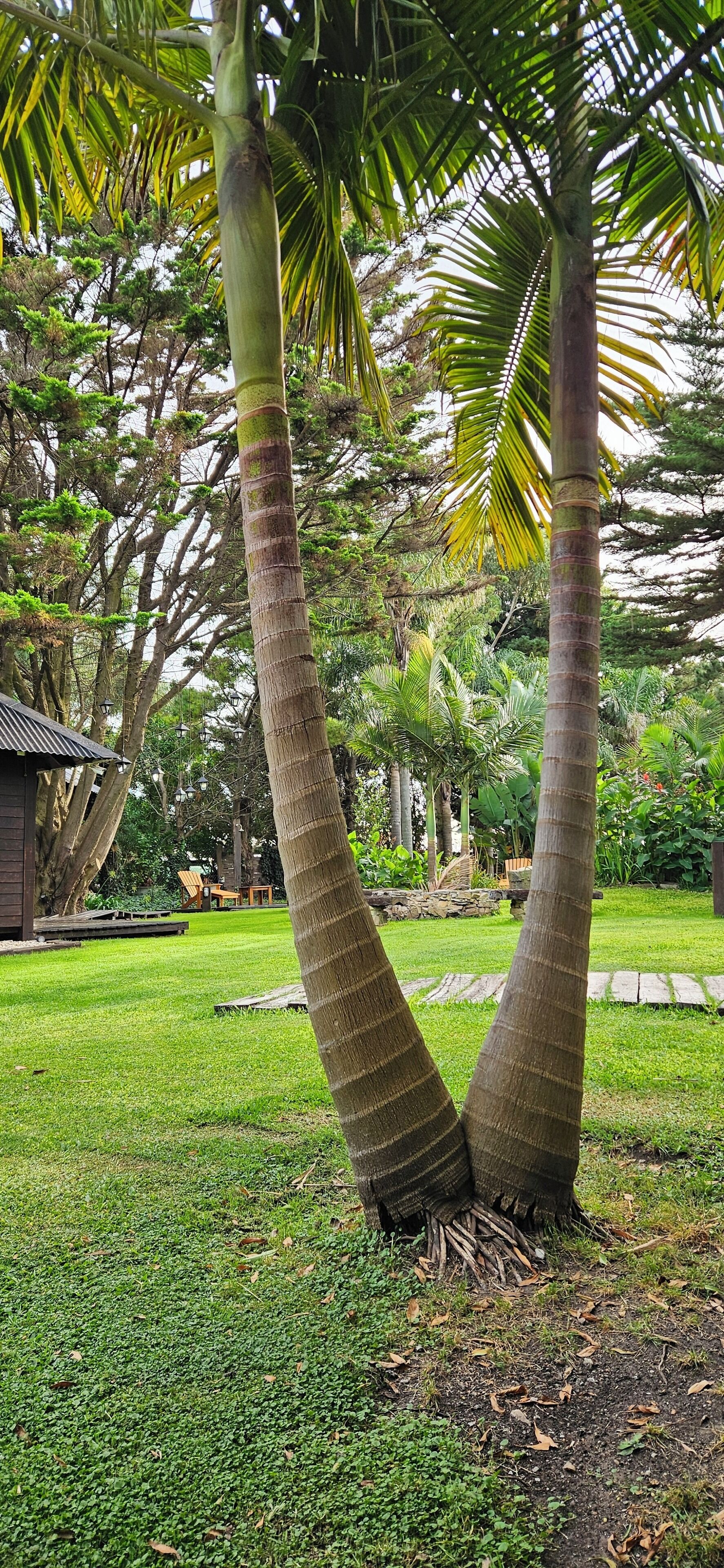Un jardín con dos palmeras, una terraza de madera y un sendero de piedra.