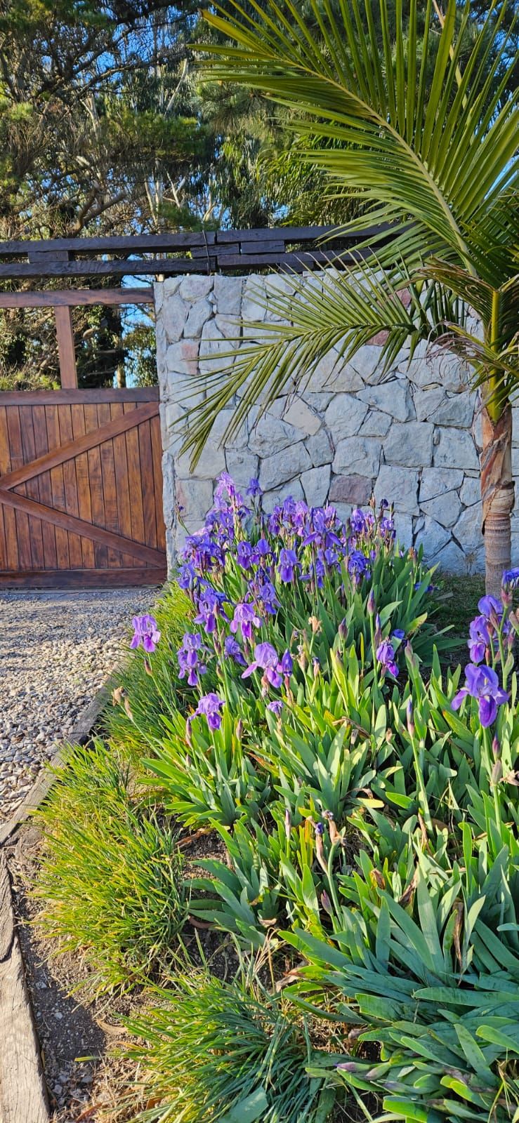 A stone wall with a wooden gate, surrounded by a garden with purple flowers and green foliage.