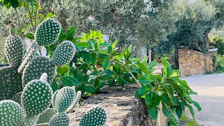 Property grounds. Casa Amunì in the countryside of Sciacca in Sicily amidst olive trees and oranges