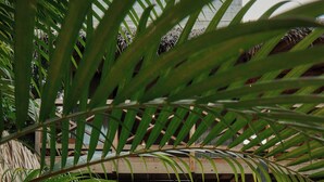 Exterior - Punta Tamarindo (Brisas de Zicatela)