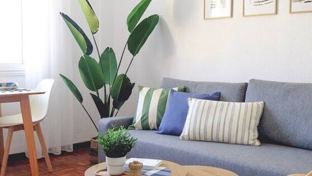 A living room with a grey sofa, a round wooden coffee table, a potted plant, and a white chair.
