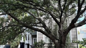A large tree in front of a building with a staircase leading to the entrance. - Classic Charleston Hideaway Central & Walkable - Live like a true downtown local (Charleston)