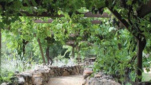 A stone pathway under a pergola with vines. - The Grape Escape/Luxury Stay/Views/Walk 2 Old Town (Cottonwood)