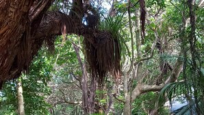 Un sendero serpentea por un bosque tropical exuberante, con una valla de madera a un lado y una estructura de techo de paja al otro.