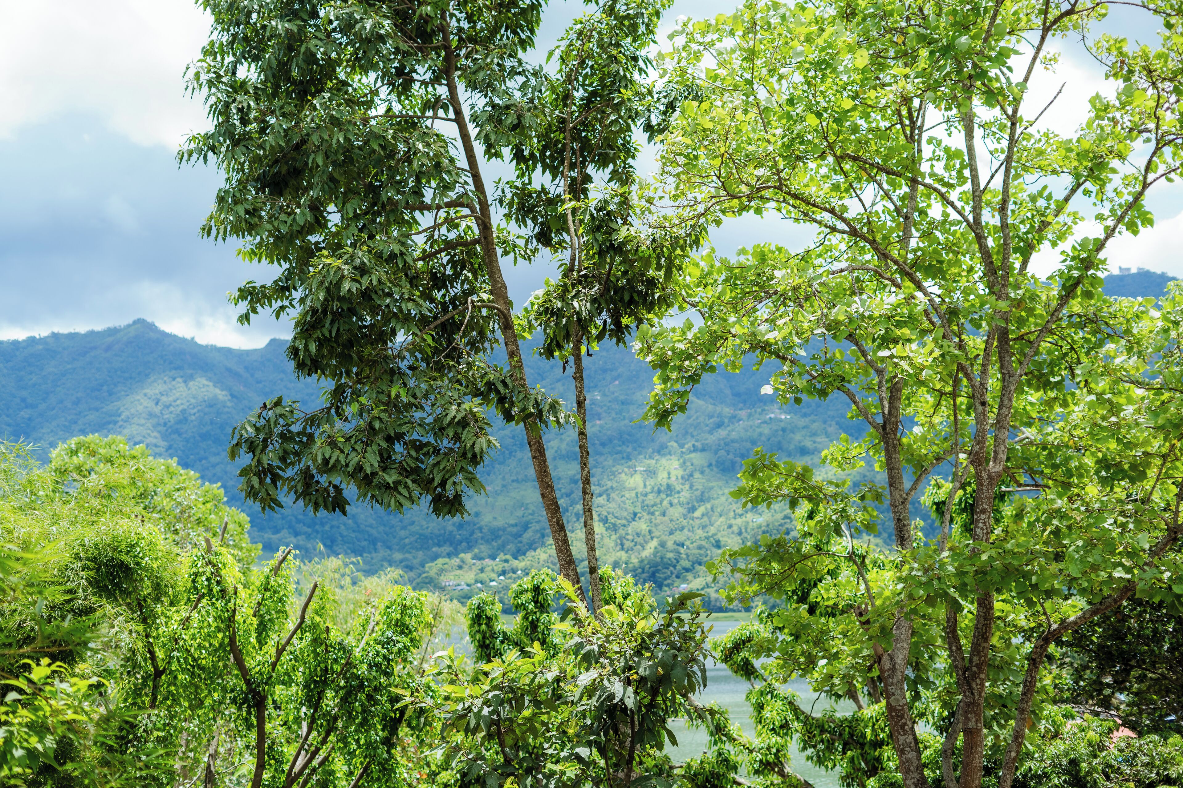 Un paysage verdoyant et luxuriant, avec une végétation dense et une chaîne de montagnes en arrière-plan.