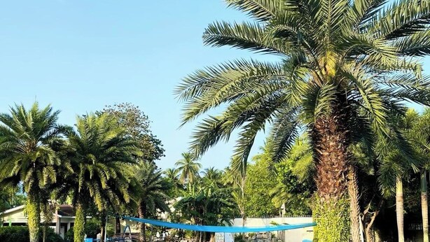 Una piscina rodeada de palmeras bajo un cielo azul y despejado.
