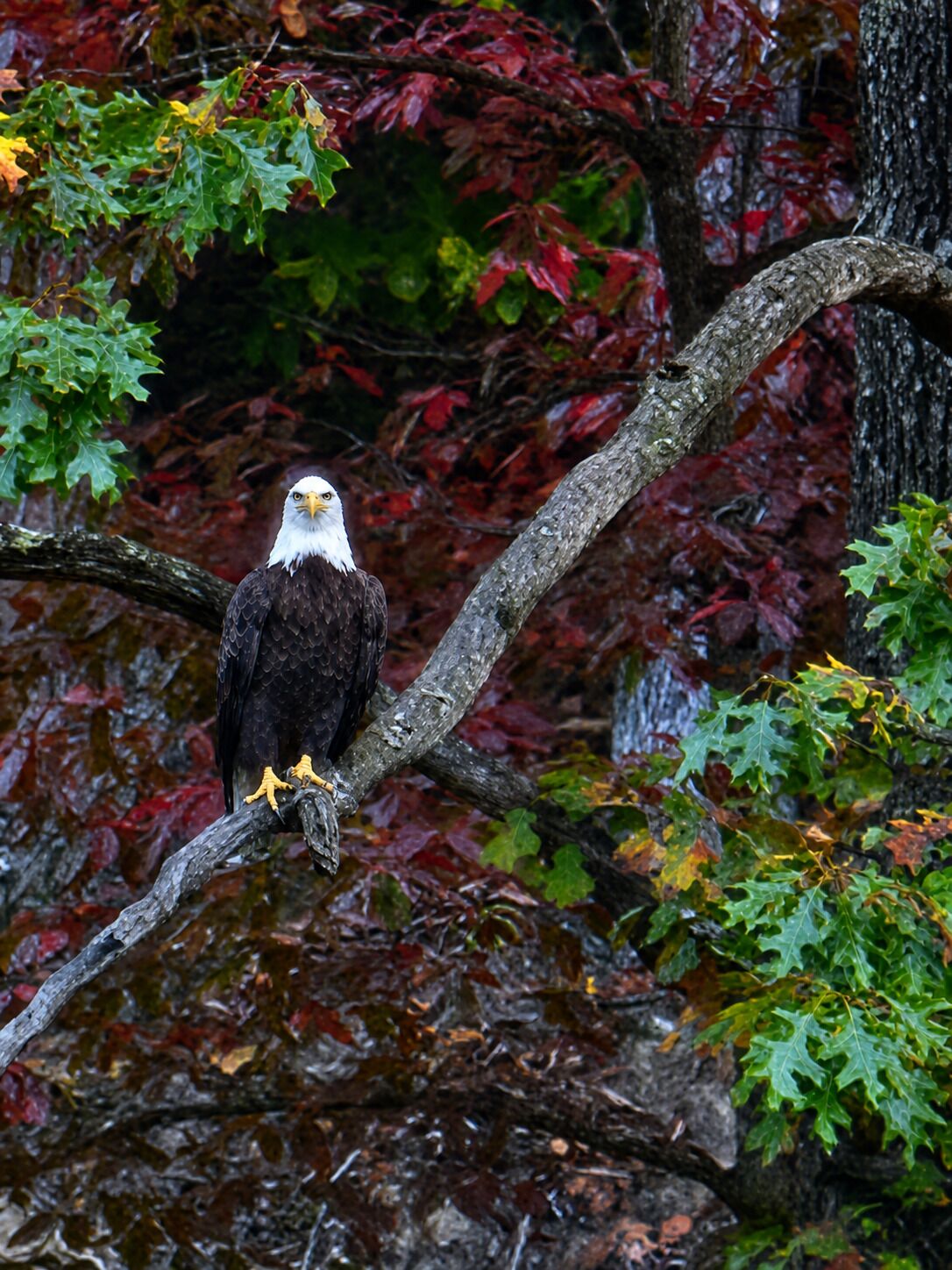 A bald eagle perched on a branch surrounded by autumn foliage.