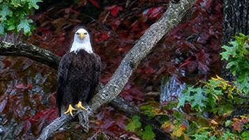 A bald eagle perched on a branch surrounded by autumn foliage.