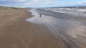 Een strand met een hond vlakbij de waterlijn.