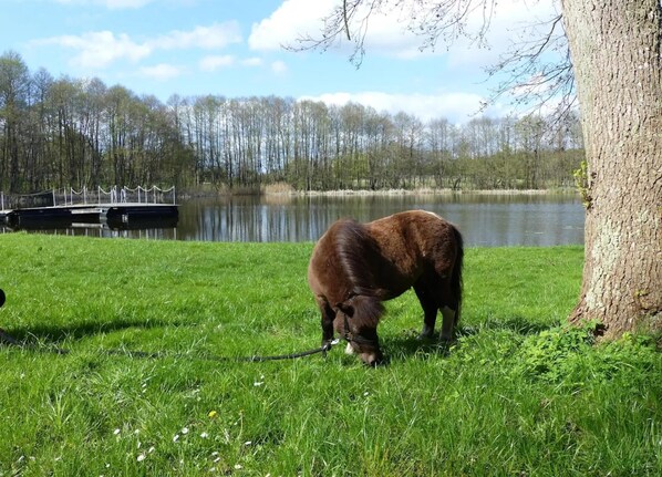 Ein Pferd weidet in der Nähe eines Baumes an einem See, im Hintergrund ist ein Steg zu sehen.